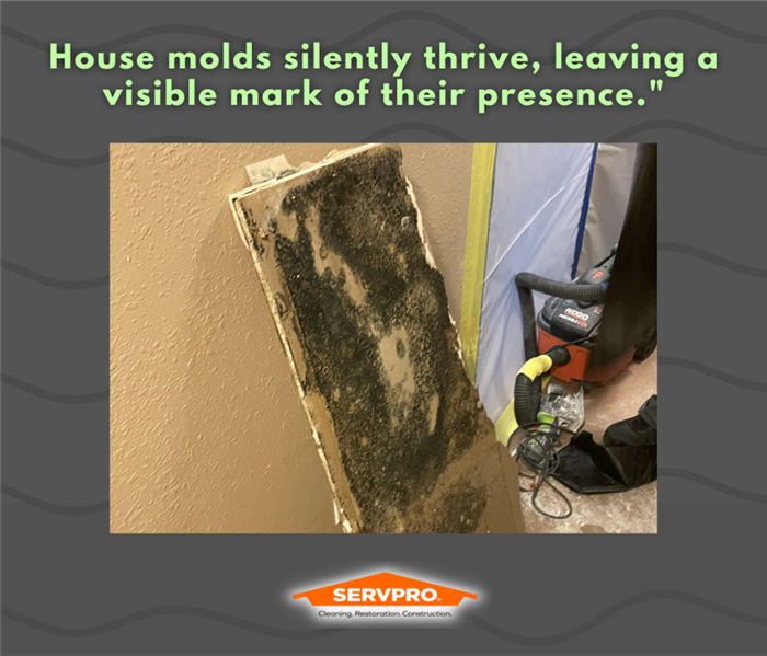 MOLD REMEDIATION