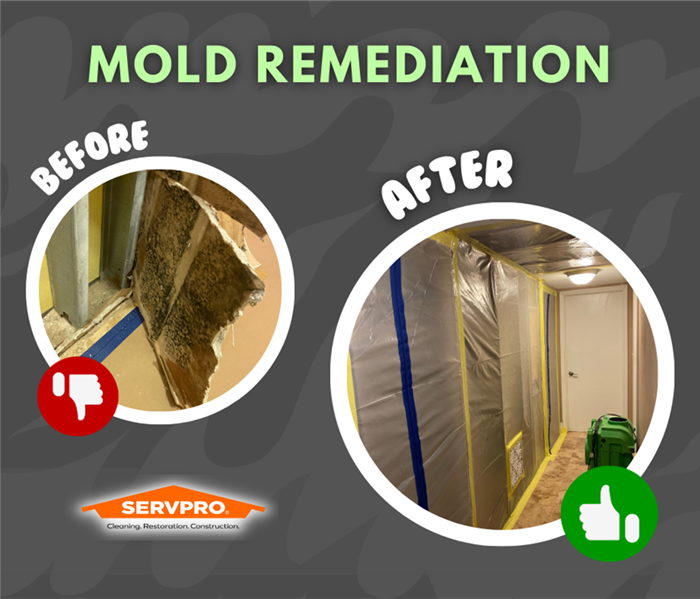 MOLD REMEDIATION