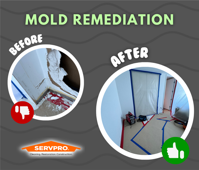 MOLD REMEDIATION