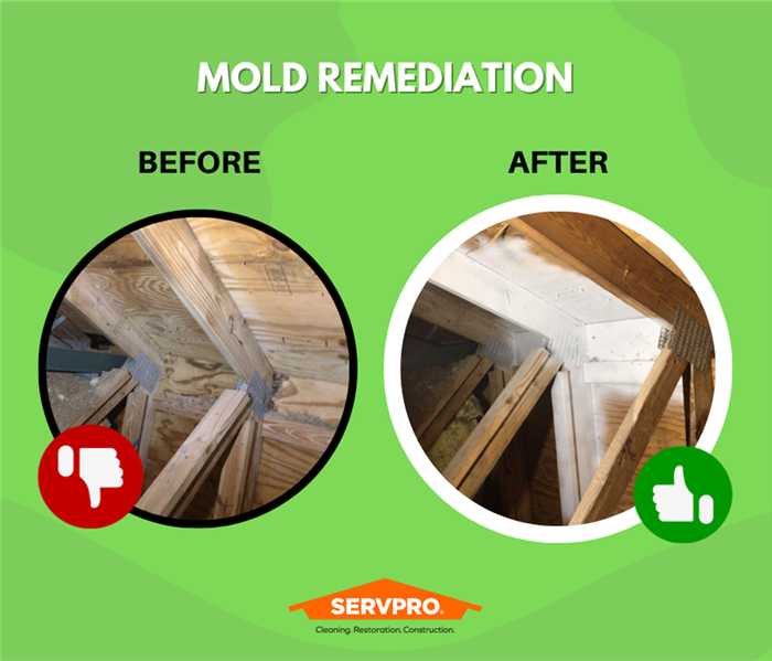 MOLD REMEDIATION