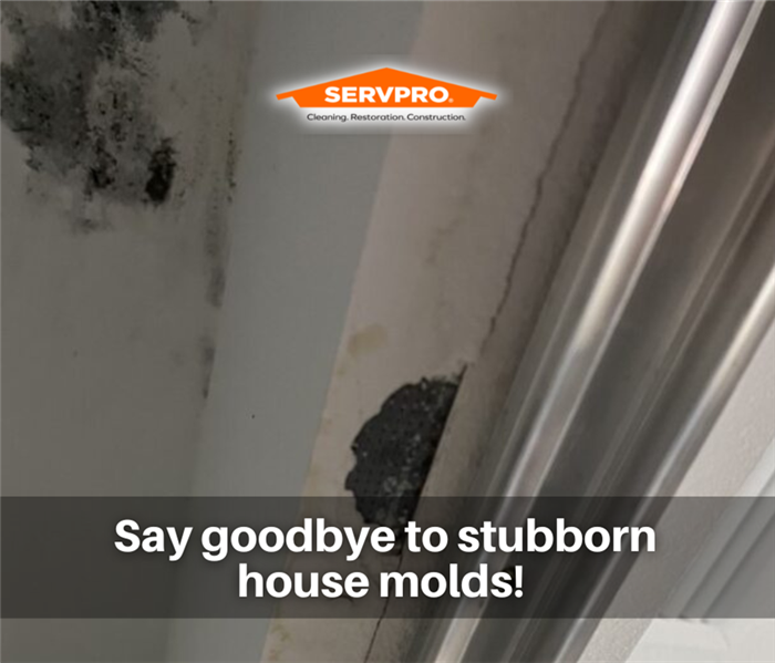 MOLD REMEDIATION