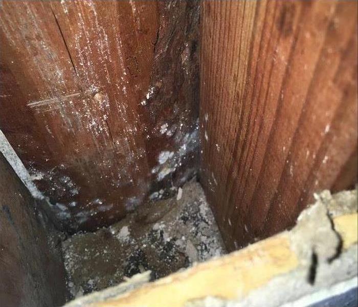 Wood structure with mold growth