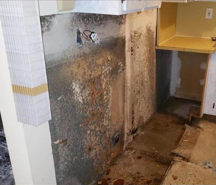 Mold growth on walls of a kitchen