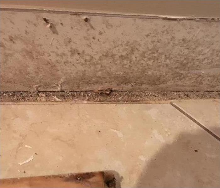 Mold found on wall